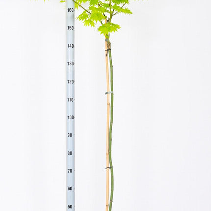 Acer shirasawanum 'Jordan' - Japanse Esdoorn op stam