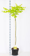 Afbeelding in Gallery-weergave laden, Acer shirasawanum &#39;Jordan&#39; - Japanse Esdoorn op stam

