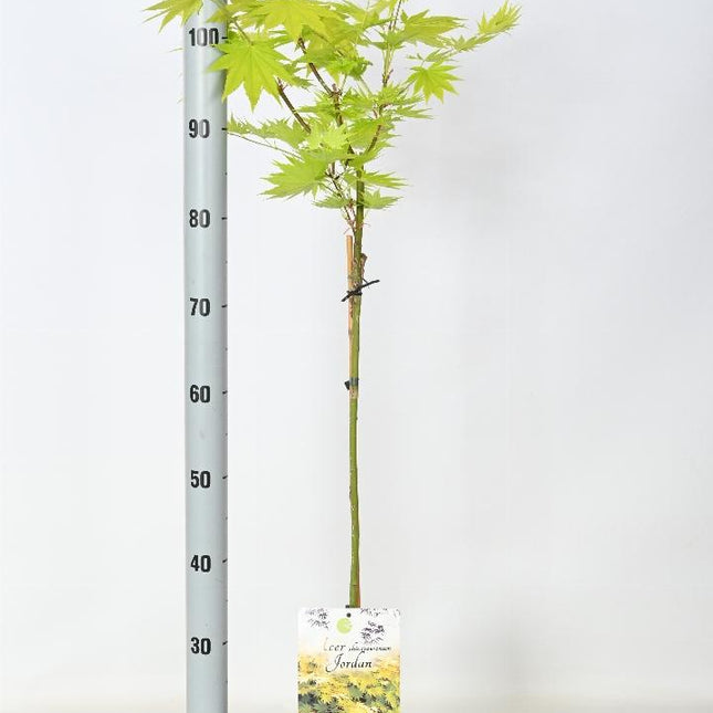 Acer shirasawanum 'Jordan' - Japanse Esdoorn op stam