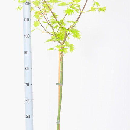 Acer shirasawanum 'Jordan' - Japanse Esdoorn op stam