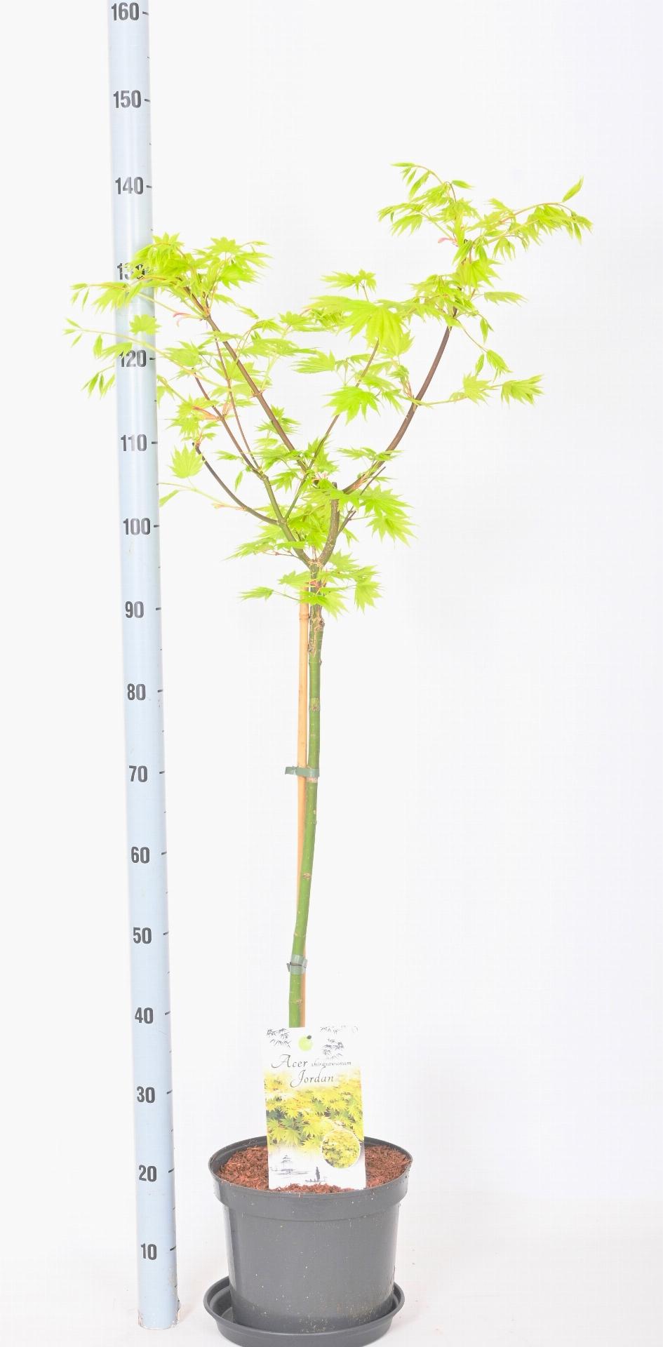 Acer shirasawanum 'Jordan' - Japanse Esdoorn op stam