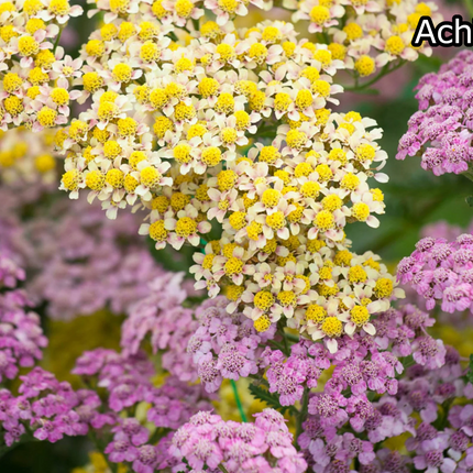 Borderpakket 'Bijen & Vlinders' - 5m² - 50 planten