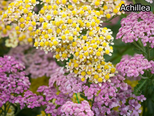 Afbeelding in Gallery-weergave laden, Borderpakket &#39;Inheems &amp; Biodivers&#39; - 5m² - 50 planten
