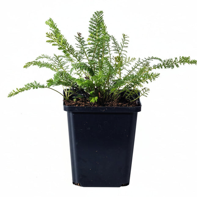 Achillea millefolium Duizendblad in P9 pot met witte achtergrond