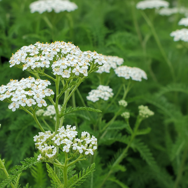Achillea millefolium — Duizendblad bloem en blad
