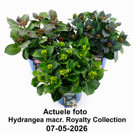 Drie verschillende Hydrangea macrophylla Royalty Collection hortensia’s in blauwe sierpotten met donkergroen blad en bloemknoppen, gefotografeerd op een witte achtergrond.