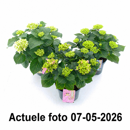 Drie hortensia’s in zwarte kweekpotten met beginnende bloemen op een witte achtergrond, voorzien van de tekst “Actuele foto 07-05-2026”.