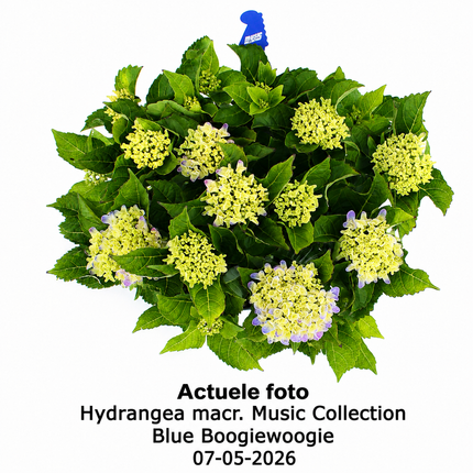 Actuele foto Hydrangea macr. Music Collection Blue Boogiewoogie 07-05-2026