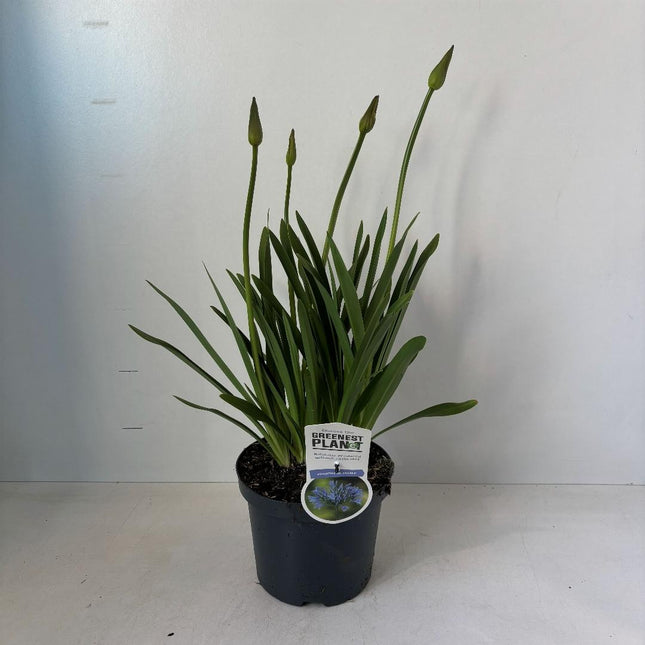 Agapanthus ‘Dr. Brouwer’ - Afrikaanse lelie