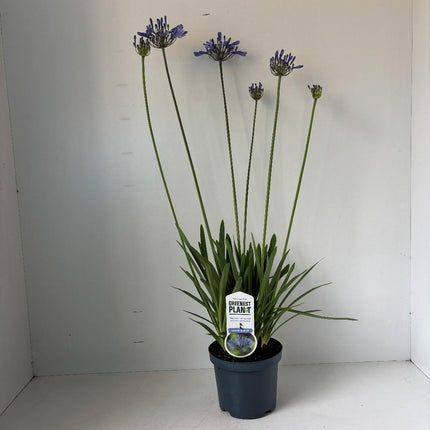 Agapanthus ‘Dr. Brouwer’ - Afrikaanse lelie