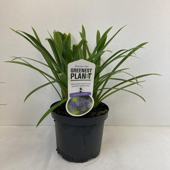 Agapanthus ‘Dr. Brouwer’ - Afrikaanse lelie