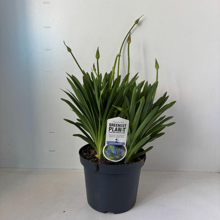 Agapanthus ‘Dr. Brouwer’ - Afrikaanse lelie
