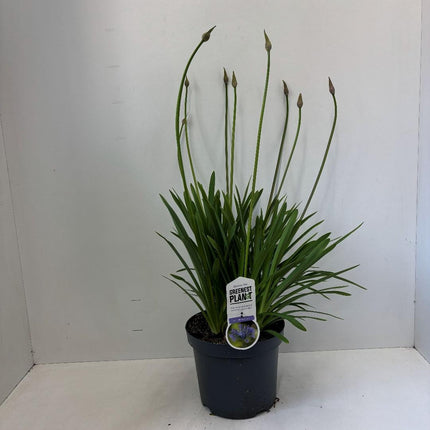 Agapanthus ‘Dr. Brouwer’ - Afrikaanse lelie
