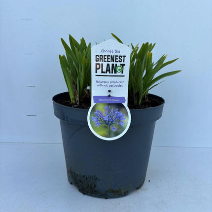 Agapanthus ‘Dr. Brouwer’ - Afrikaanse lelie