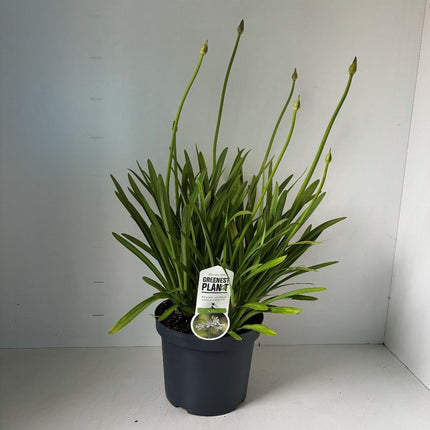 Agapanthus ‘Leicester’ - Afrikaanse lelie