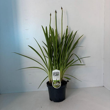 Agapanthus ‘Leicester’ - Afrikaanse lelie