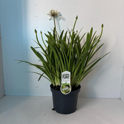 Agapanthus ‘Leicester’ - Afrikaanse lelie