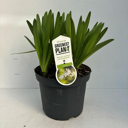 Agapanthus ‘Leicester’ - Afrikaanse lelie