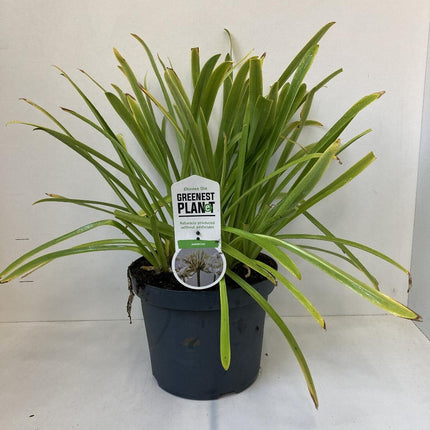 Agapanthus ‘Leicester’ - Afrikaanse lelie