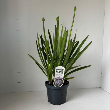 Agapanthus ‘Sunfield’ - Afrikaanse lelie