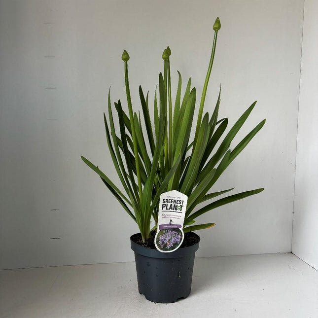 Agapanthus ‘Sunfield’ - Afrikaanse lelie