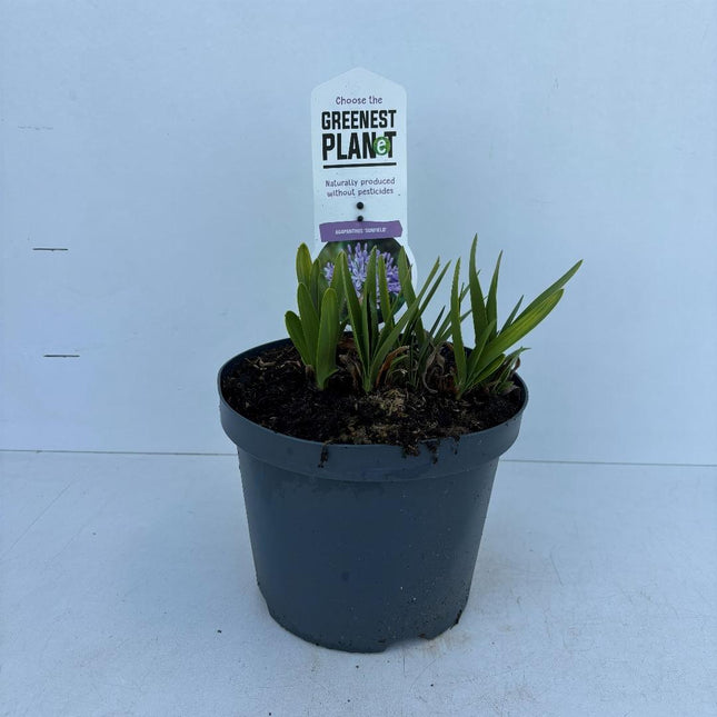 Agapanthus ‘Sunfield’ - Afrikaanse lelie