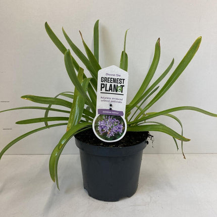 Agapanthus ‘Sunfield’ - Afrikaanse lelie
