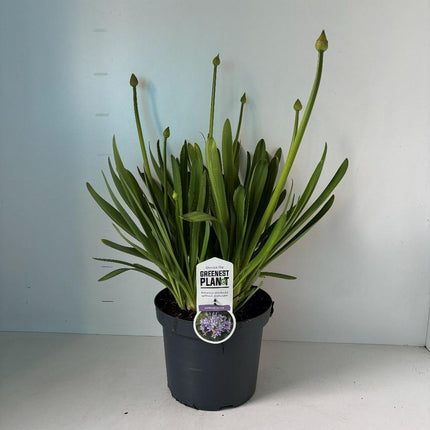 Agapanthus ‘Sunfield’ - Afrikaanse lelie