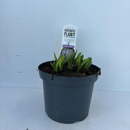 Agapanthus ‘Sunfield’ - Afrikaanse lelie