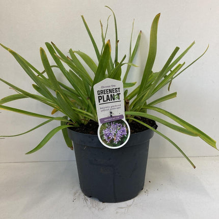 Agapanthus ‘Sunfield’ - Afrikaanse lelie