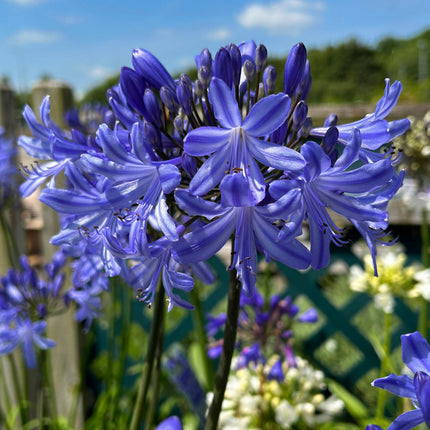Agapanthus ‘Dr. Brouwer’ - Afrikaanse lelie
