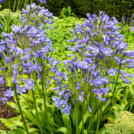 Agapanthus ‘Sunfield’ - Afrikaanse lelie