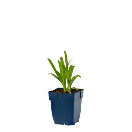 Agapanthus africanus 'Albus' - Witte Afrikaanse lelie