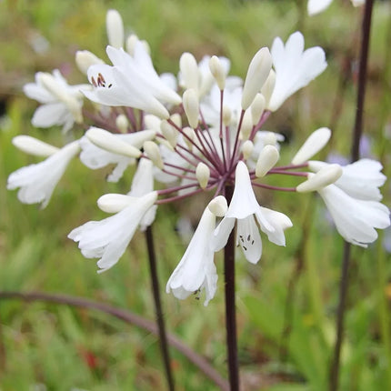 Agapanthus ‘Leicester’ - Afrikaanse lelie