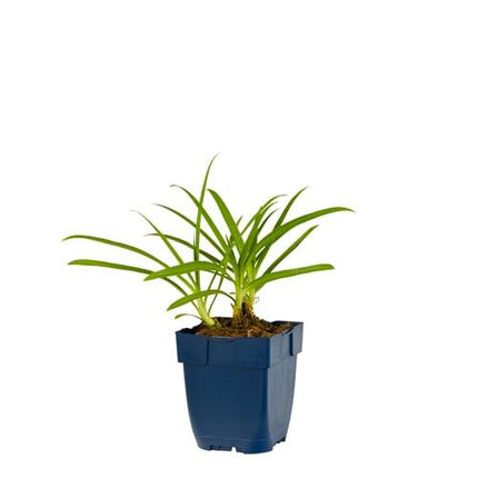 Agapanthus africanus - Afrikaanse lelie