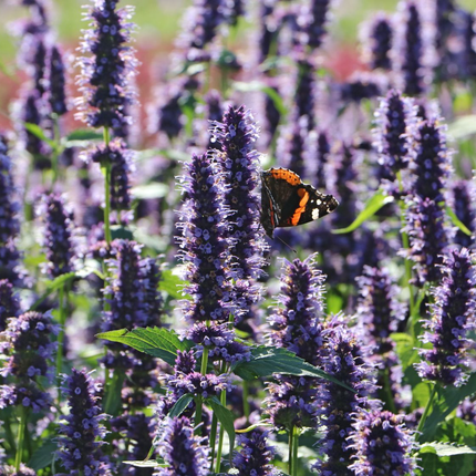 Agastache 'Black Adder' - Dropplant