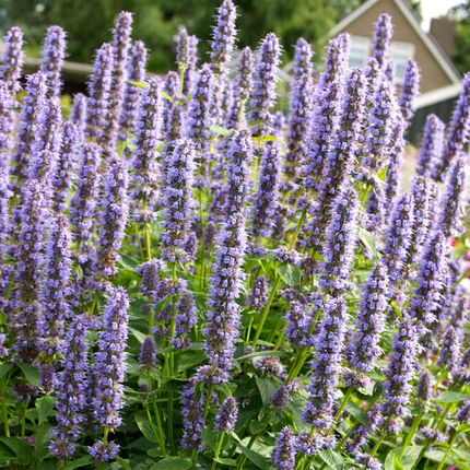 Agastache 'Blue Fortune' - Dropplant