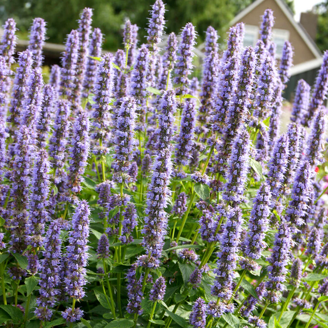 Agastache 'Blue Fortune' - Dropplant