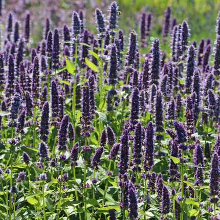 Agastache 'Blue Fortune' - Dropplant