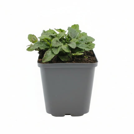 Ajuga reptans Kruipend zenegroen in P9 pot