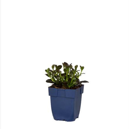 Ajuga reptans ‘Atropurpurea’ in p9 pot met laagblijvend, paars getint blad en jonge uitlopers.