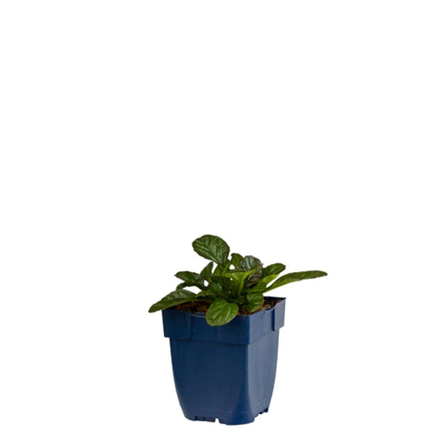 Ajuga reptans in p9 pot met laagblijvend groen blad en jonge uitlopers.