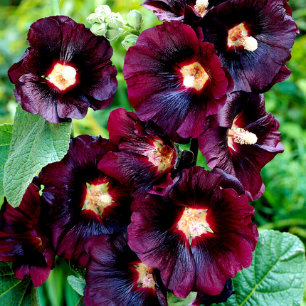 Alcea rosea 'Pleniflora' - Zwarte stokroos