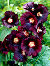 Afbeelding in Gallery-weergave laden, Alcea rosea &#39;Pleniflora&#39; - Zwarte stokroos

