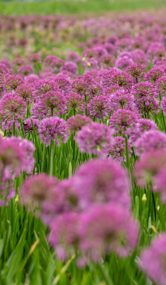 <h1>Tuinpraat - Verhalen, tips en inspiratie uit de tuin</h1>