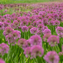 Afbeelding in Gallery-weergave laden, Allium &#39;Millenium&#39; - Sierui
