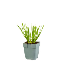 Afbeelding in Gallery-weergave laden, Allium &#39;Millenium&#39; - Sierui
