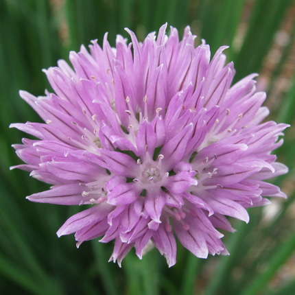 Allium schoenoprasum - Bieslook