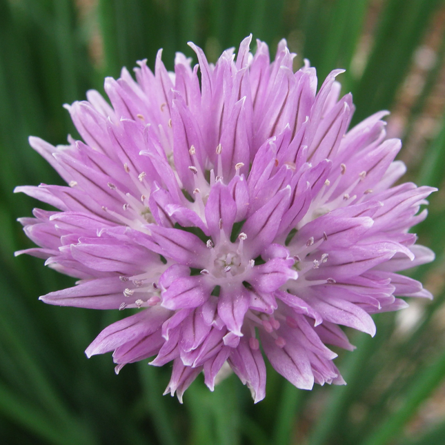Allium schoenoprasum - Bieslook