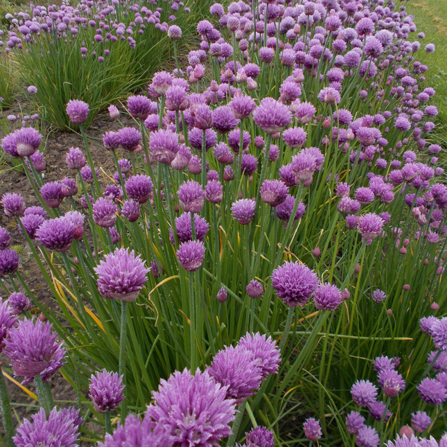Allium schoenoprasum - Bieslook